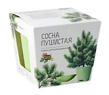 Набор д/выращивания растений Магия Цветов, Сосна пушистая (mf-017)