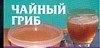 Чайный гриб