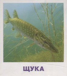 Умный малыш. Пресноводные рыбы. Набор карточек для детей.