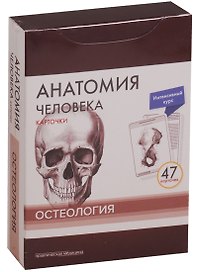 Анатомия человека. Карточки. Остеология. Интенсивный курс (47 карточек)