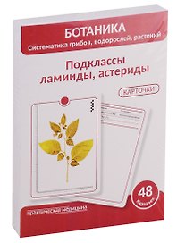 Ботаника. Систематика грибов, водорослей, растений. Подклассы ламииды, астериды. 48 карточек