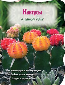 Кактусы в вашем доме