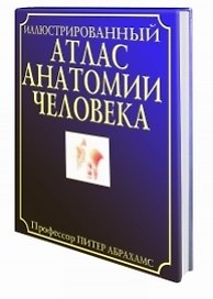 Иллюстрированный атлас анатомии человека