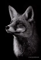 Ежедневник недат. А5 128л "Лиса" 7БЦ, глянц.лам, офсет