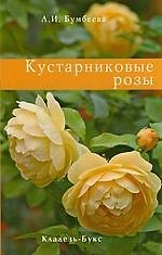 Кустарниковые розы