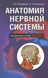 Анатомия нервной системы