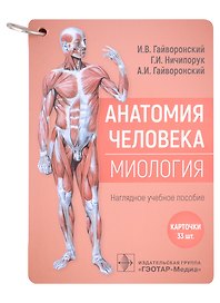 Анатомия человека. Миология. Карточки: наглядное учебное пособие (33 двусторонних карточки)