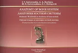 Анатомия костной системы: рабочая тетрадь к учебному пособию (на английском языке)