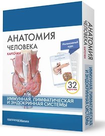 Анатомия человека. Иммунная лимфатическая и эндокринная система (32 карточки)