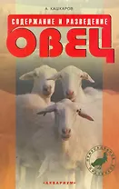 Содержание и разведение овец.