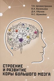 Строение и развитие коры большого мозга