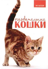 Очаровательные кошки