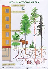 Лес — многоэтажный дом 50 x 69