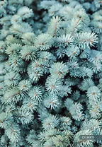 Ежедневник полудат. А5 192л "Ель" 7БЦ, мат.лам, офсет