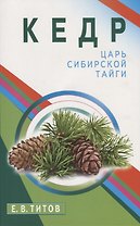 Кедр - царь сибирской тайги
