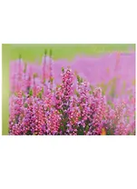 Альбом для рисования Unnika, "Сиреневый луг", А4, 40 листов, на склейке