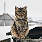 аватар