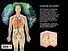 Тело человека - 1