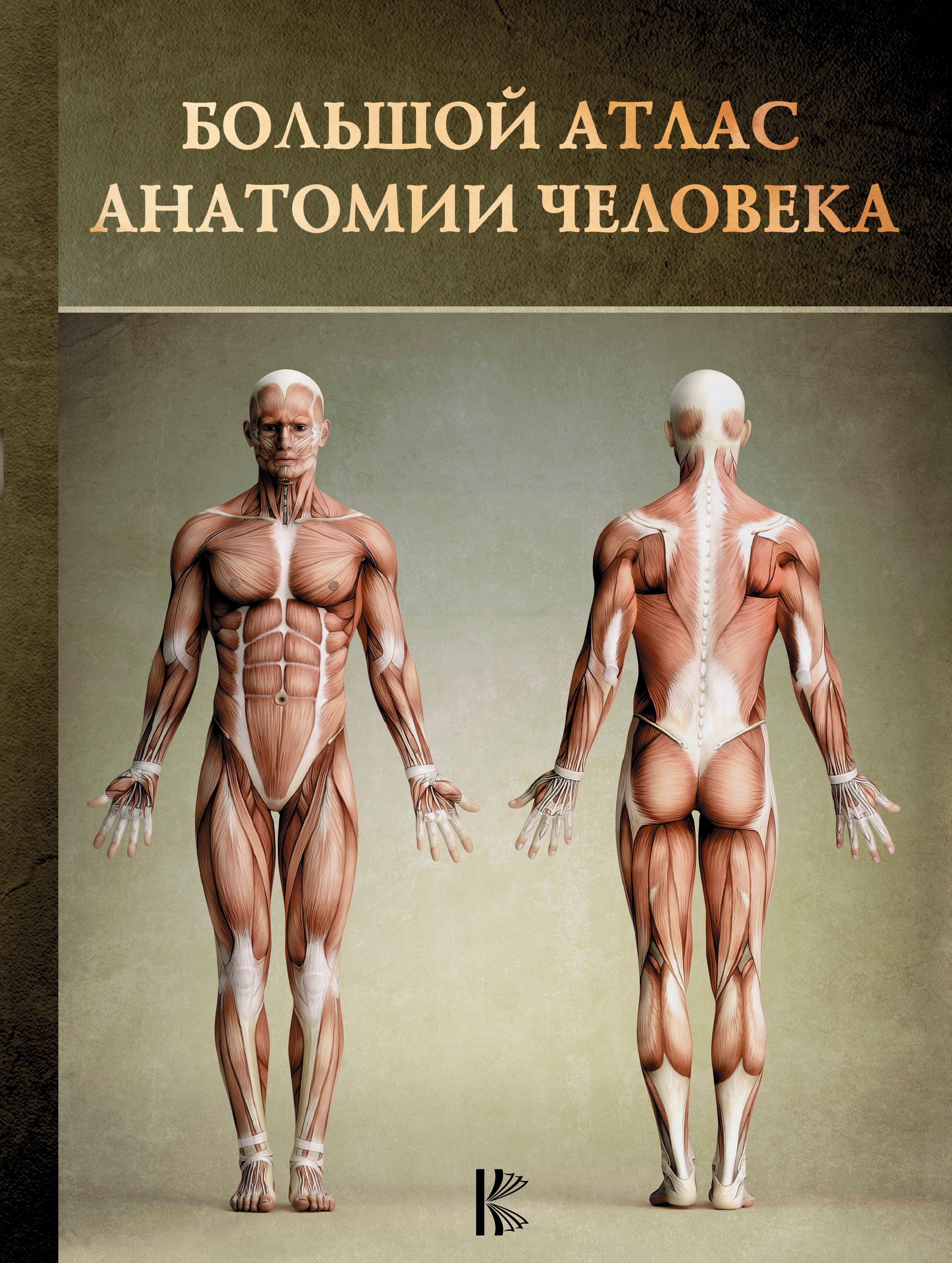 

Большой атлас анатомии человека