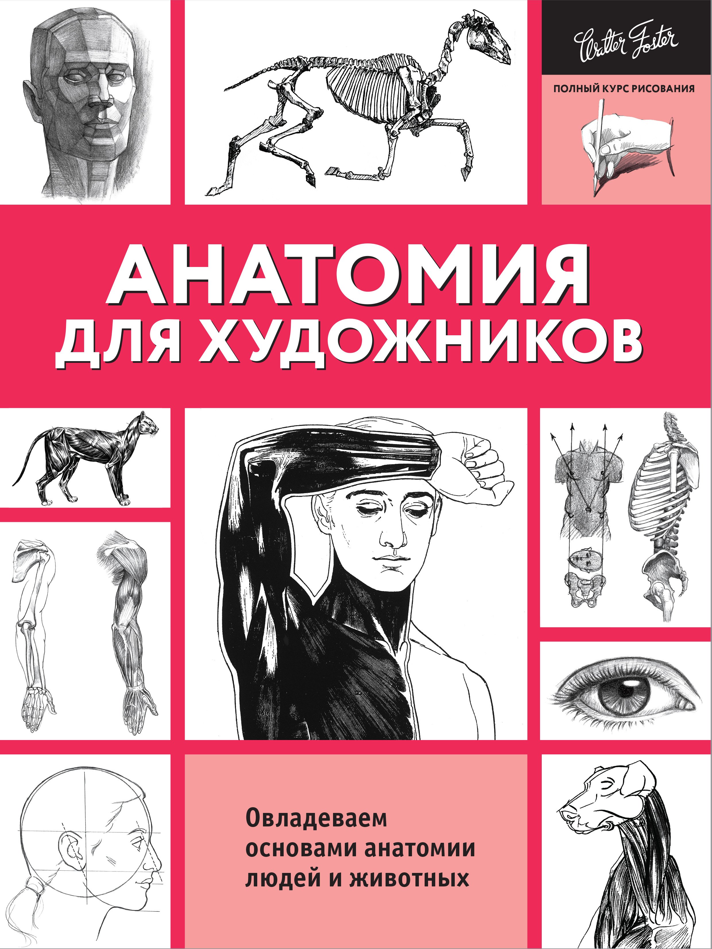 

Анатомия для художников