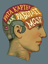 Как работает мозг