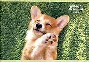 Альбом для рисования Listoff, "Милый корги", А4, 30 листов, на скрепке