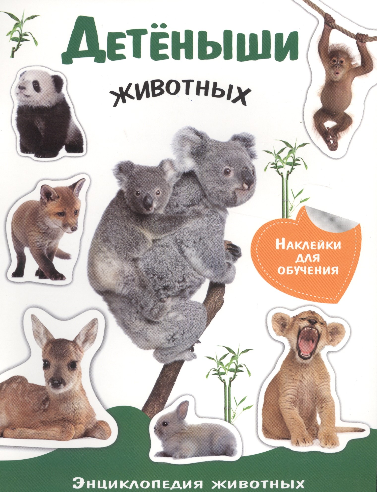 

Детеныши животных