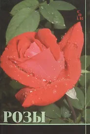 Розы