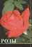 Розы - 0