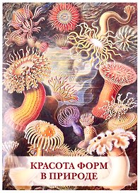 Красота форм в природе