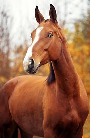 Удивленная лошадь (А5)