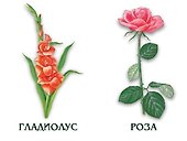 Цветы. Лесные, луговые, садовые. 4-6 лет. Демонстрационный материал - 1