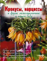 Крокусы, нарциссы и другие мелколуковичные цветы в вашем саду