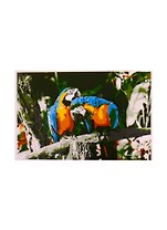 Набор ТМ Рыжий Кот Раскраска на картоне A4 Яркие попугаи (Арт. Р-2386)