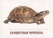 Домашние питомцы. 16 раздаточных карточек со словами на русском и английском языках на обороте - 1