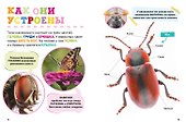 Насекомые. Первая энциклопедия малыша - 1