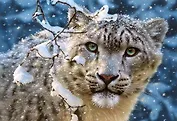 Паззл, Снежный леопард, 1500 элементов