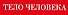 Тело человека - 2