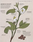 The Tea Book: Experience the World's Finest Teas - 1