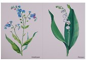 ФГОС Мир в картинках. Цветы - 2