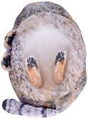 Мягкая игрушка Манул (42 см) - 1