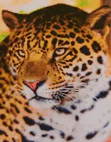 Алмазная мозаика ТМ Рыжий кот (класс.) 40х50см (28цв.) Красивый леопард AC4063