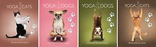 Тетрадь в клетку Yoga Dogs «Yoga Animals» в ассортименте, 18 листов