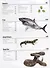 The Animal Book. A Visual Encyclopedia of Life on Earth - 2