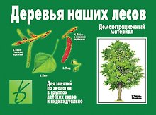 Деревья наших лесов. Демонстрационный материал для занятий по экологии в группах детских садов и индивидуально