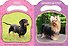 Кто гавкает? - 1