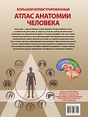 Большой иллюстрированный атлас анатомии человека - 1