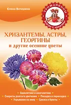 Хризантемы, астры, георгины и другие осенние цветы