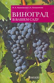 Виноград в вашем саду