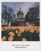 Открытка одинарная «Исаакиевский собор, тюльпан» фото - 0